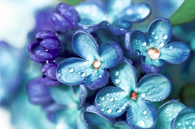 Blue lilac flowers closeup with water drops